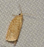 Grass moth oak leafroller (Argyrotaenia quercifoliana), #3623