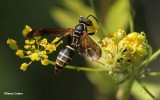 Paper wasp (<em>Polistes fuscatus</em>)