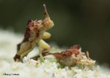 Ambush bugs (<em>Phymata</em> sp.)