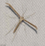 Morning-Glory Plume moth (<em>Emmelina monodactyla</em>), #6234