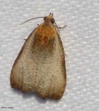 Inornate Olethreutes (Olethreutes inornatana), #2788