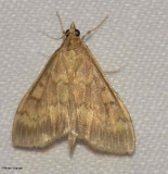 European Corn Borer (Ostrinia nubilalis), #4949