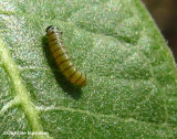 Monarch butterfly caterpillar