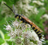 Typhiid wasp (<em>Myzinum quinquecinctum</em>), male
