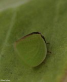 Planthopper (<em>Acanalonia bivittata</em>)