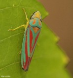 Leafhopper (<em>Graphocephala coccinea</em>)