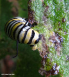 Monarch caterpillar on mullein
