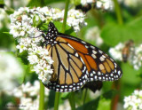 Monarch nectaring on buckwheat flowers