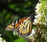 Monarch butterfly  nectaring on butterfly bush (Buddleia)