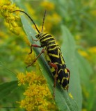 Locust borer  (<em>Megacyllene robinia</em>) on goldenrod