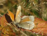 Common  ringlets (<em>Coenonympha tullia</em>)