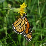 Monarch nectaring on sow thistle (<em>Sonchus</em>)