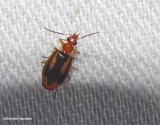 Ground beetle (<em>Lebia solea</em>)