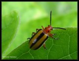 Leaf beetle (<em>Lema</em>)