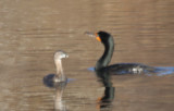 P-b Grebe and D-c Cormorant - Plymouth MA  04-07-2011