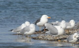 Lesser Black-backed Gull - Duxbury Beach   04-15-2011