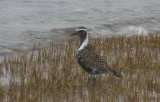 Am. Golden Plover - Duxbury Beach, MA   04-27-2011