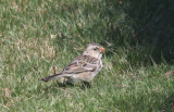 Harriss Sparrow - Duxbury Beach, MA   April 21, 2011