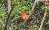 Summer Tanager -1yr - Duxbury Beach, MA   - 05-06-2011