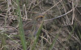 Nelsons Sparrow - Duxbury Beach, MA  - May 30, 2011