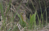 Nelsons Sparrow - Duxbury Beach, MA  - May 30, 2011