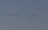 Flock of 24 Gossy Ibis on Duxbury Beach , MA - June 2, 2011 - 1