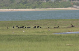 Flock of 24 Gossy Ibis on Duxbury Beach , MA - June 2, 2011 - 4