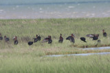 Flock of 24 Gossy Ibis on Duxbury Beach , MA - June 2, 2011 - 5