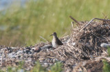 Pectoral Sandpiper, Duxbury Beach, MA  - Aug 20, 2011