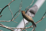 Indigo Bunting - High Pines Duxbury Beach - Oct. 6, 2011