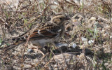 Lapland Longspur - juv. - Duxbury Beach, MA  - Oct. 7, 2011