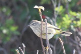 Palm Warbler - Duxbury Beach, MA  Oct 4, 2011 - tail distinctive - yellow soles.jpg