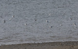 Bonapartes Gulls - Duxbury Beach, MA - Dec. 30, 2011