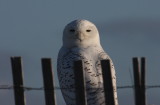 Snowy Owl - Duxbury Beach - Jan. 4, 2012