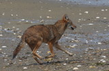 Coyote - young male  - Duxbury Beach, MA  -  June 23, 2012  [6 of 7]
