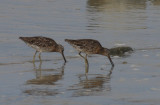 Short-billed Dowitchers (griseus) -  Duxbury Beach, MA - July 22, 2012