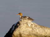 Red-breasted Merganser (female)