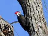 Pileated Woodpecker