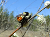Tricolored Bumble Bee (Bombus ternarius)