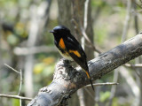 American Redstart