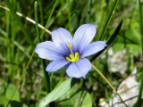 Blue-eyed grass (Sisyrinchium montanum)