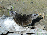 Dreamy Duskywing (Erynnis icelus)