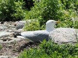 Herring Gull