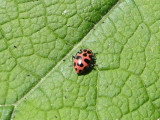 Spotted lady-beetle (<i>Coleomagilla macula</i>ta)