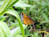 Least Skipper (Ancyloxypha numitor)