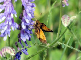 Hobomok Skipper (<i>Poanes hobomok</i>)