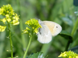 Common Ringlet (Coenonympha tullia)