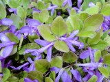 Gaywings (<i>Polygala paucifolia</i>)