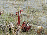 Pitcher Plant