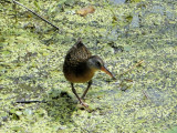 Virginia Rail